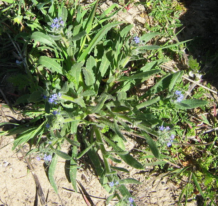 Boraginacea - Sicilia - Hormuzakia aggregata